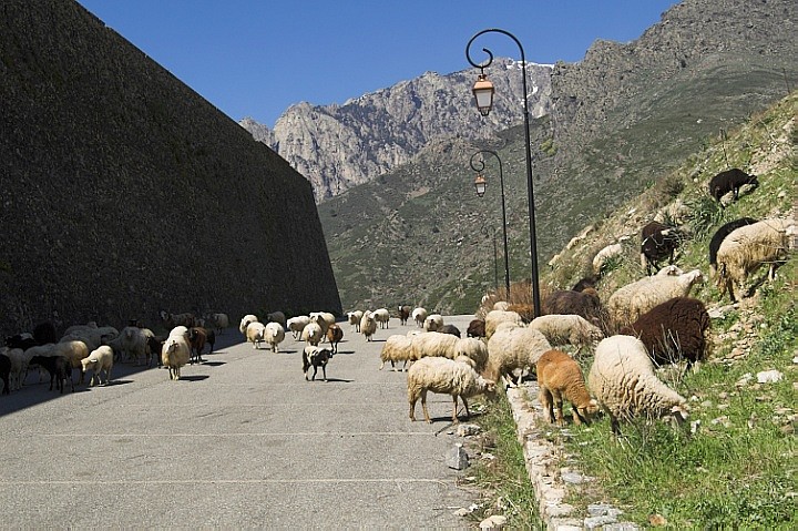 Sheep in Corte