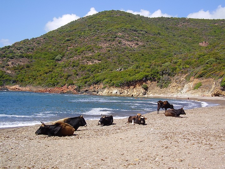 Cows on the Cala di Tuara